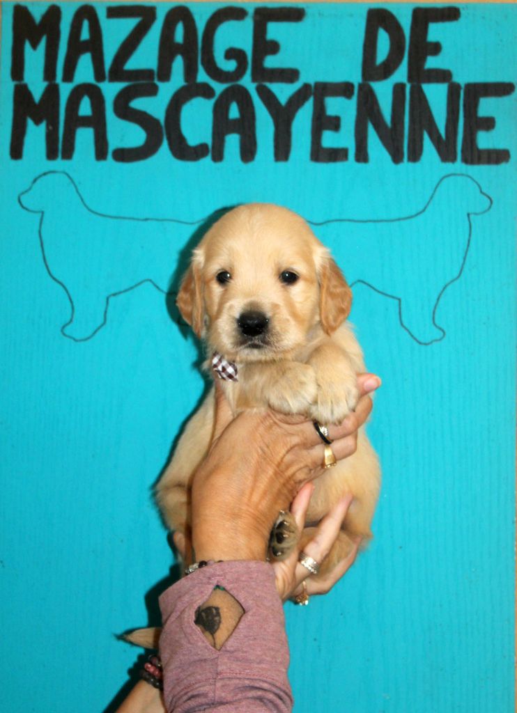 Du mazage de mascayenne - Chiots disponibles - Golden Retriever