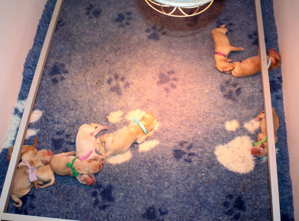 Du mazage de mascayenne - Chiots disponibles - Golden Retriever