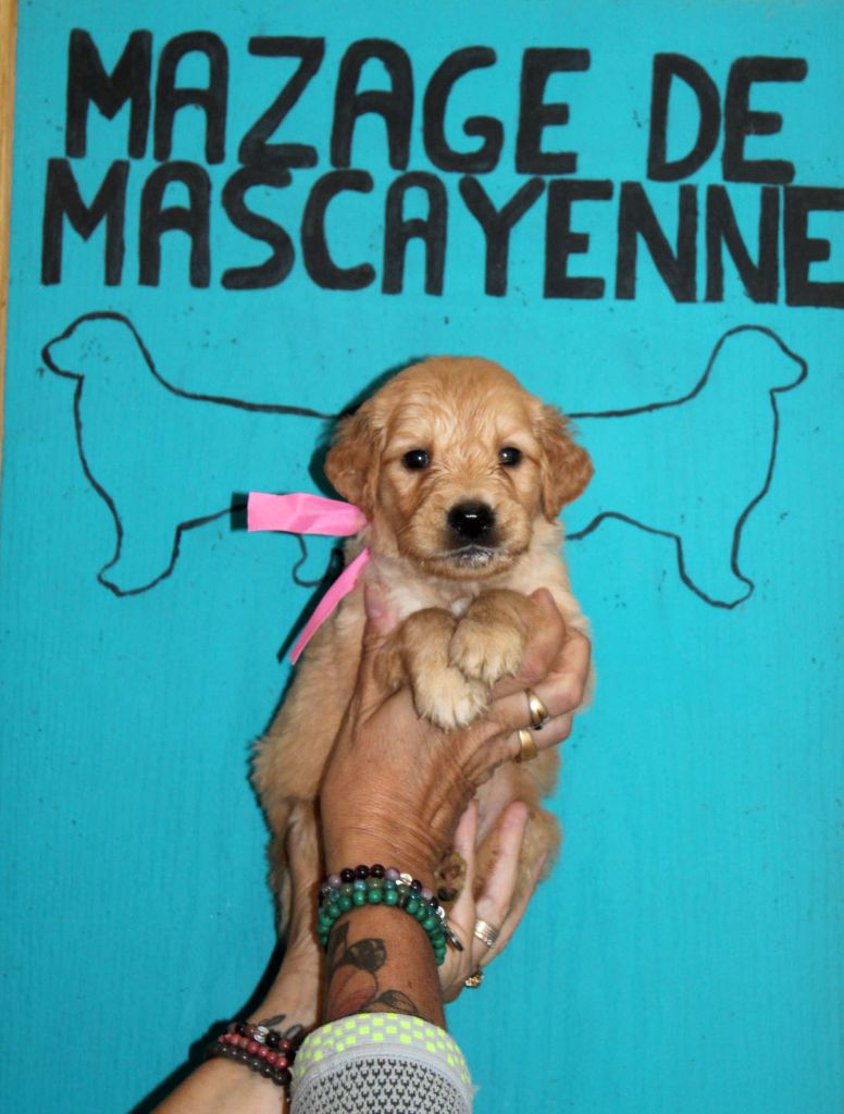 Du mazage de mascayenne - Chiots disponibles - Golden Retriever