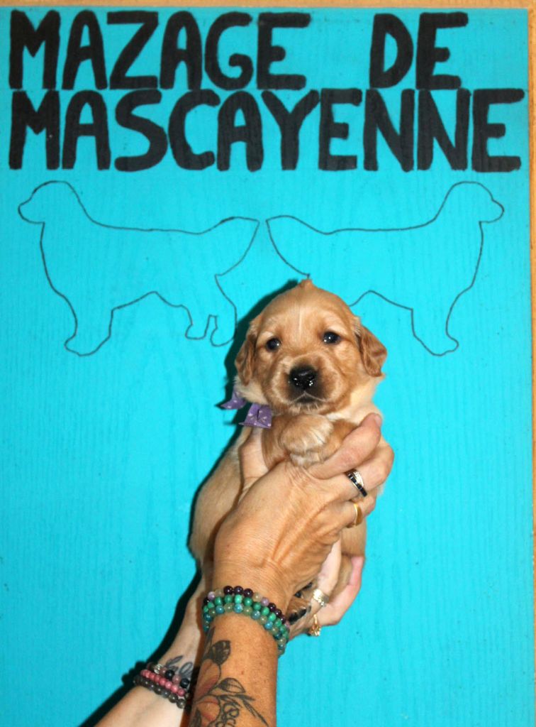 Du mazage de mascayenne - Chiots disponibles - Golden Retriever