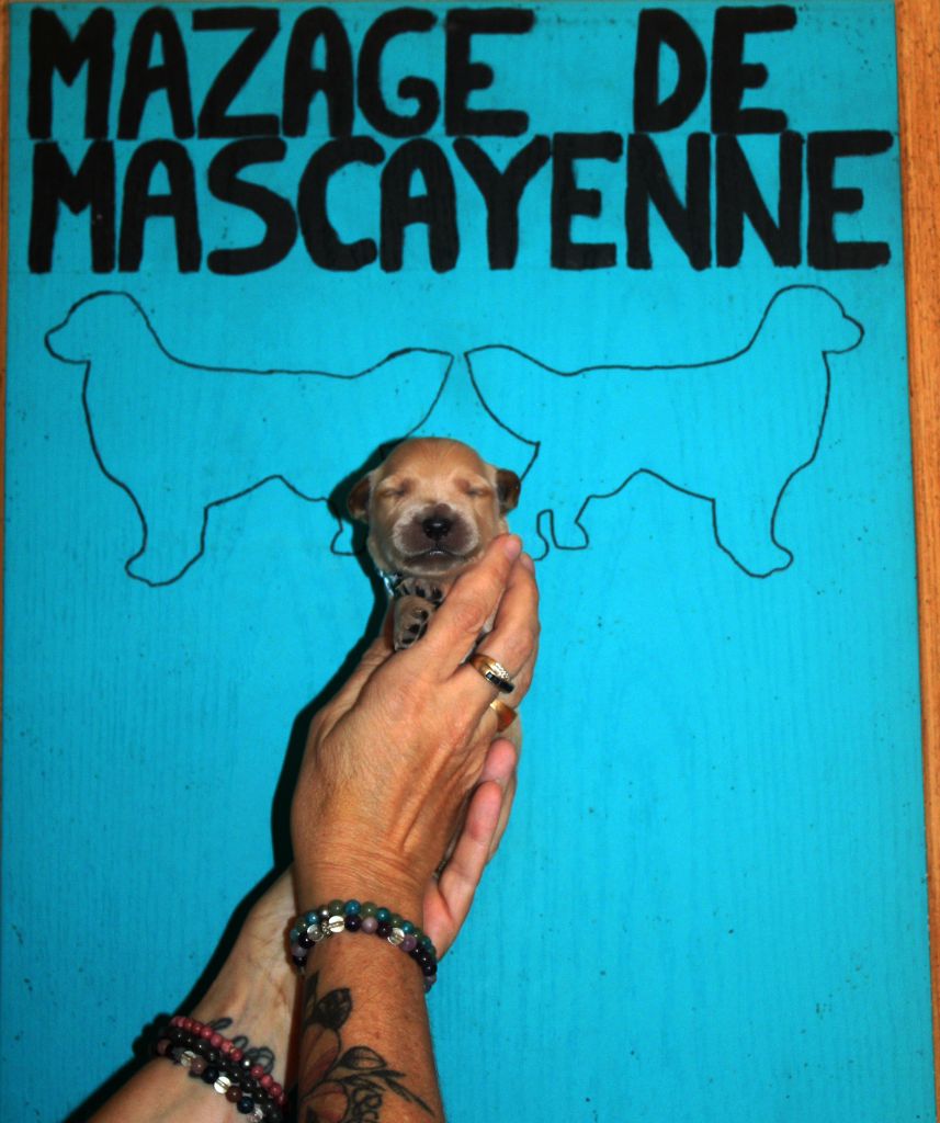 Du mazage de mascayenne - Chiots disponibles - Golden Retriever