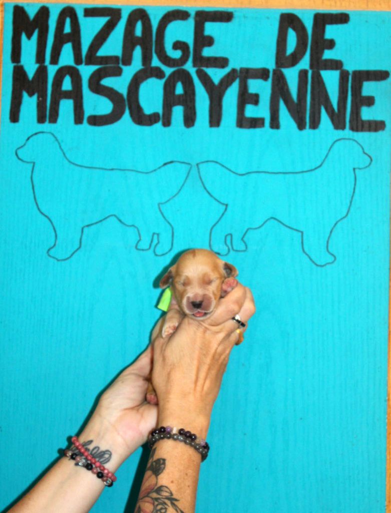 Du mazage de mascayenne - Chiots disponibles - Golden Retriever