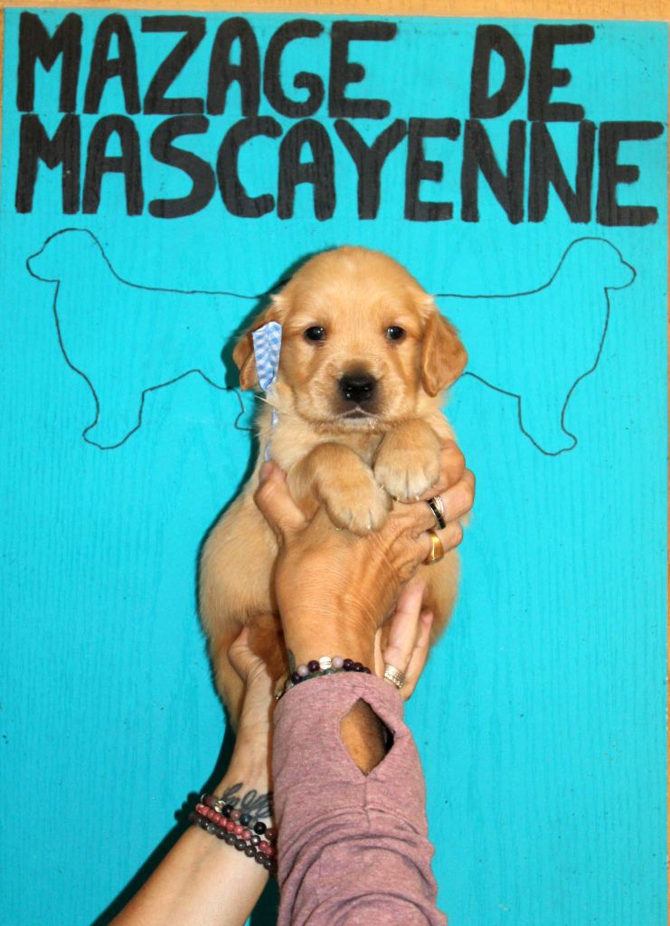 Du mazage de mascayenne - Chiots disponibles - Golden Retriever