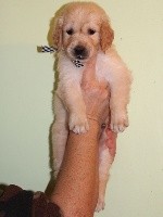 Prince Largo 