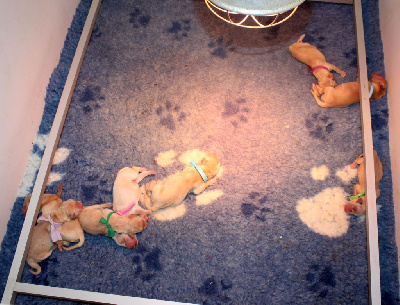 CHIOT 4