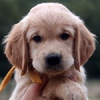Mr Caramel