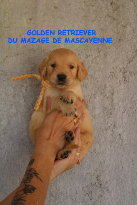 CHIOT 9
