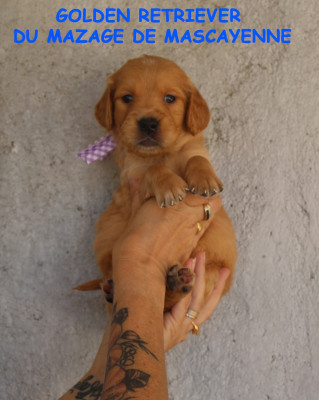 CHIOT 1
