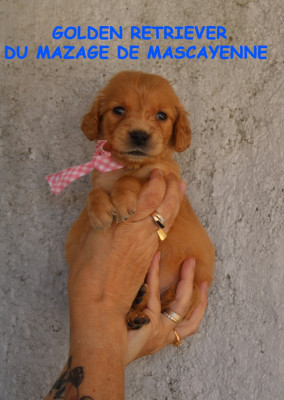 CHIOT 2
