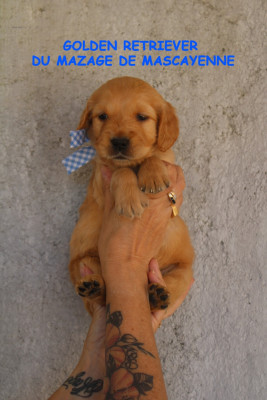 CHIOT 3
