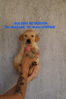 CHIOT 4