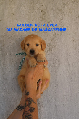 CHIOT 5