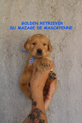 CHIOT 6