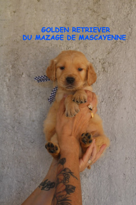 CHIOT 8