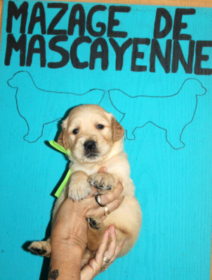 CHIOT 8