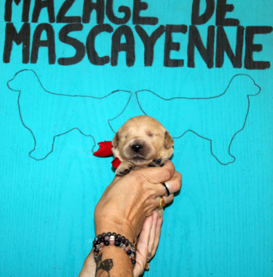 Chiot N°2