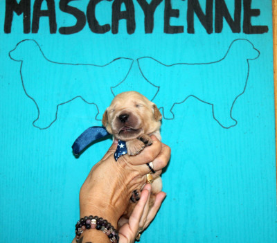 Chiot N°3