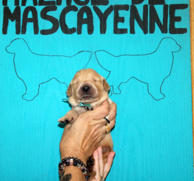 Chiot N°4
