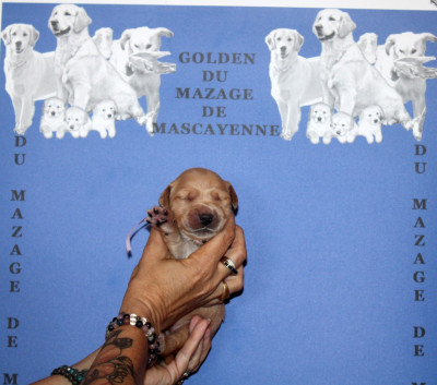 CHIOT 4