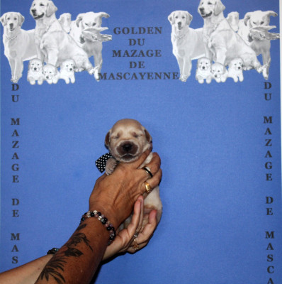 CHIOT 6