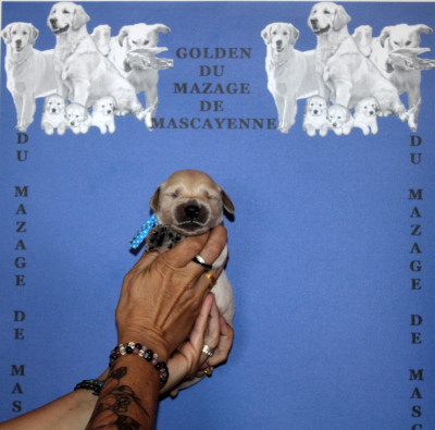 CHIOT 7