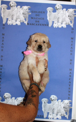 CHIOT 4