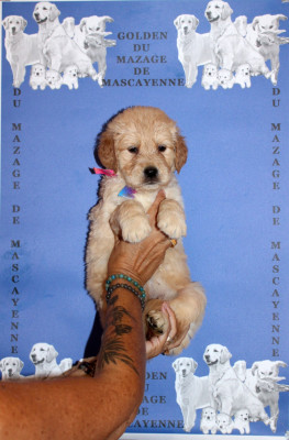 CHIOT 1
