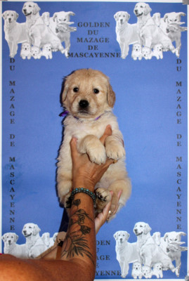 CHIOT 5