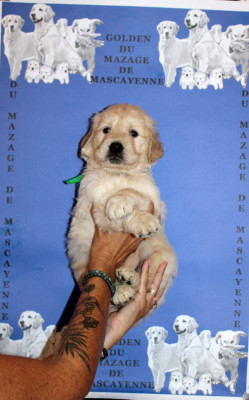 CHIOT 6