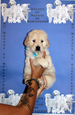 CHIOT 7