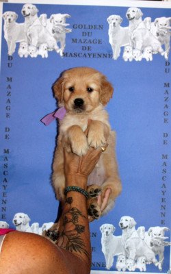 CHIOT 2