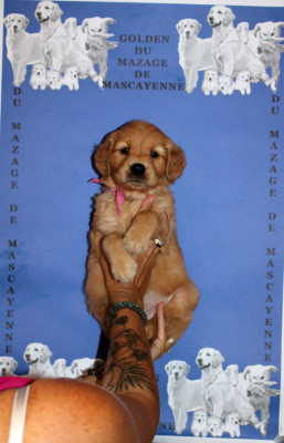 CHIOT 1