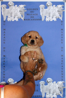 CHIOT 4