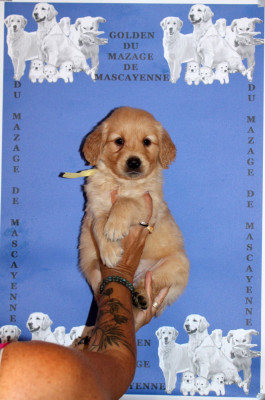 CHIOT 5