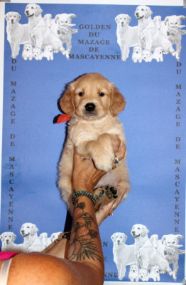 CHIOT 6