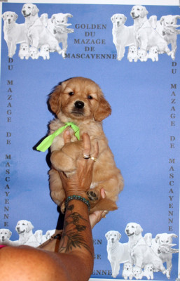 CHIOT 7