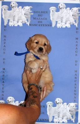 CHIOT 8