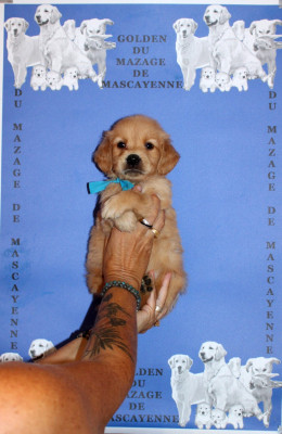 CHIOT 9