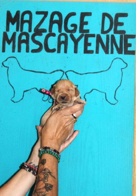 CHIOT