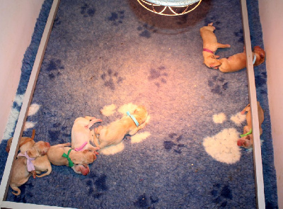 CHIOT 7