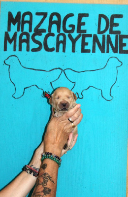 CHIOT