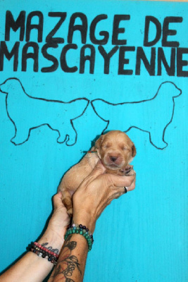 CHIOT