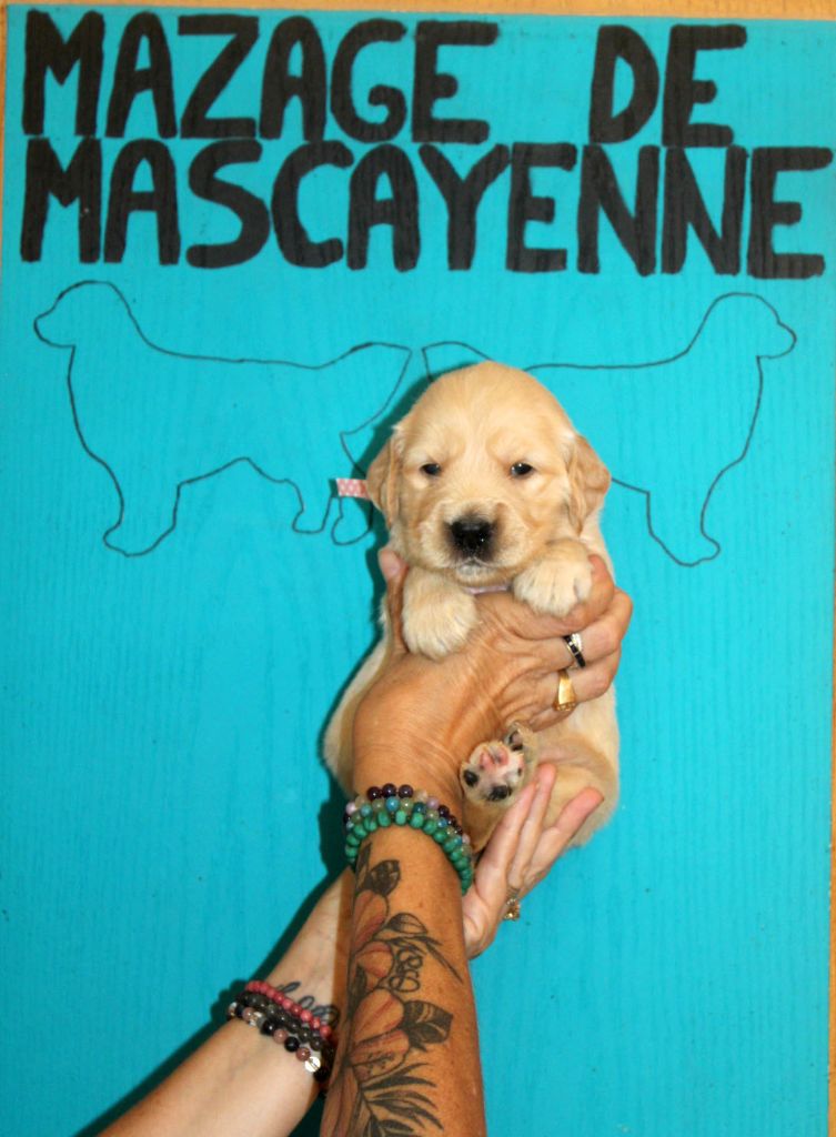 Du mazage de mascayenne - Chiots disponibles - Golden Retriever