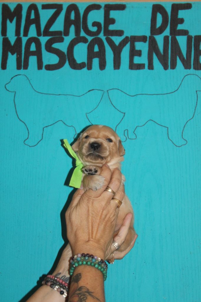 Du mazage de mascayenne - Chiots disponibles - Golden Retriever