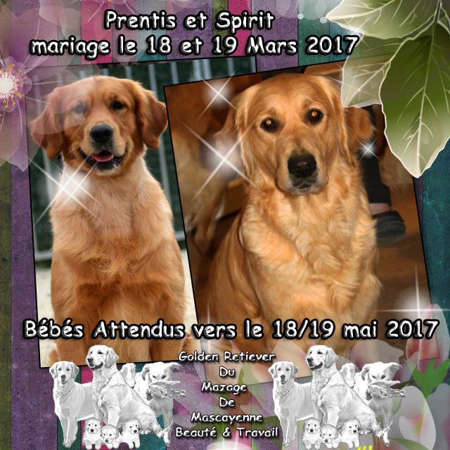 Chiot Golden Retriever Du mazage de mascayenne