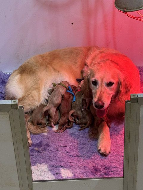 Chiot Golden Retriever Du mazage de mascayenne
