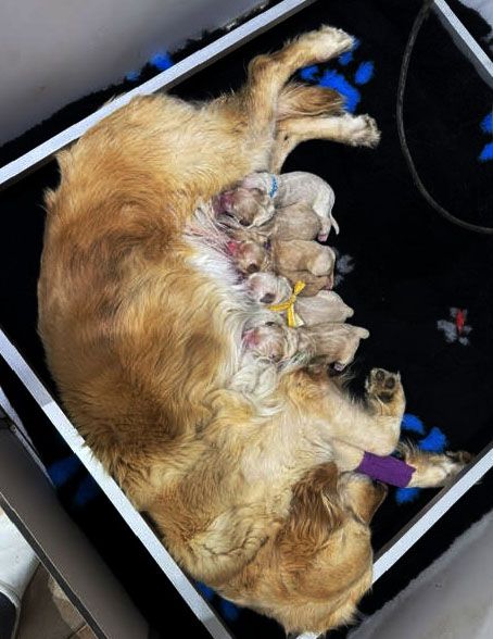 Du mazage de mascayenne - Chiots disponibles - Golden Retriever