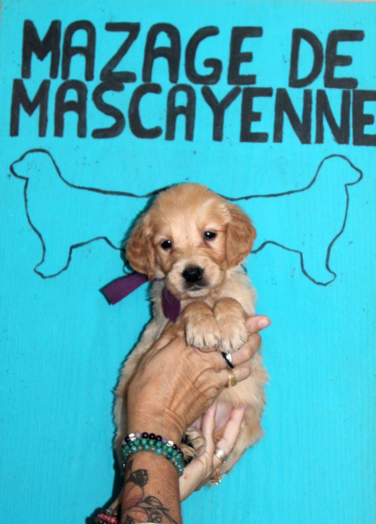 Du mazage de mascayenne - Chiots disponibles - Golden Retriever