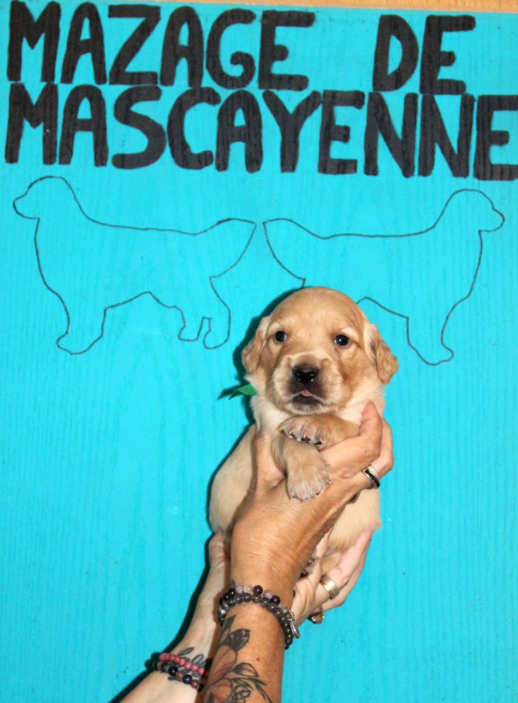 Du mazage de mascayenne - Chiots disponibles - Golden Retriever