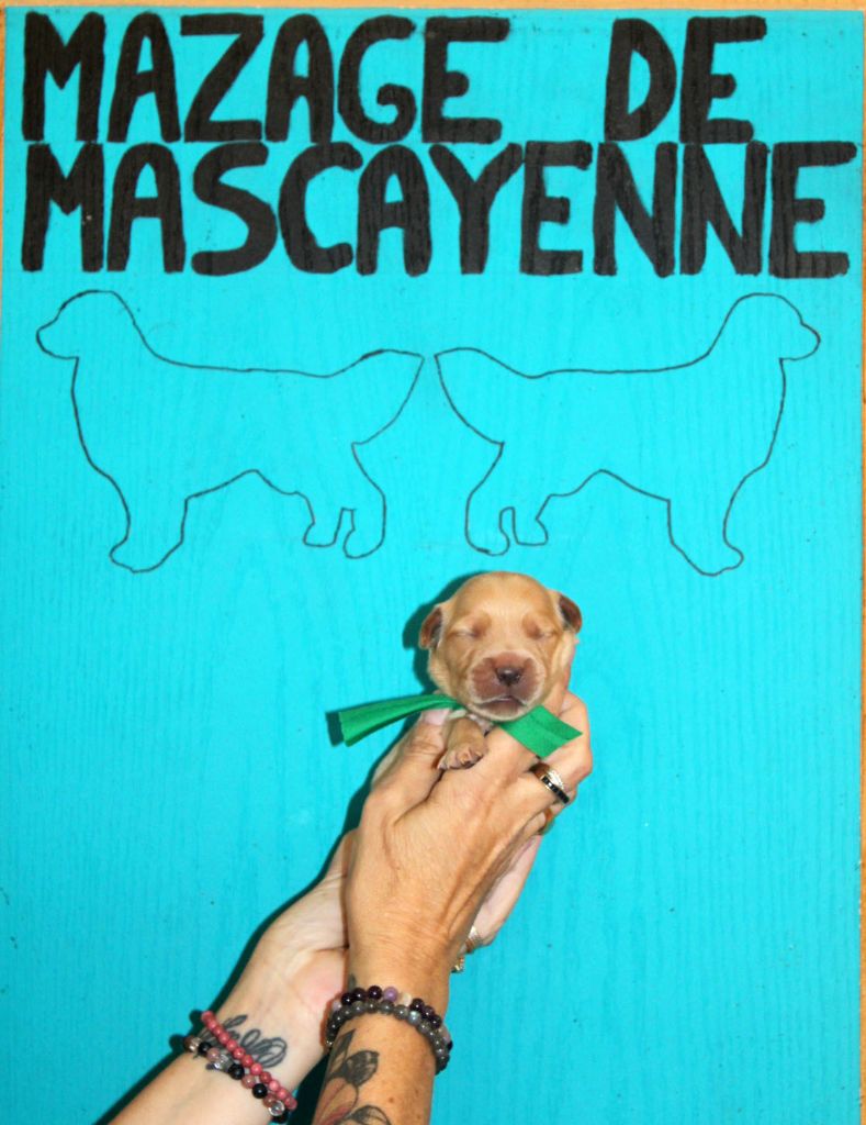 Du mazage de mascayenne - Chiots disponibles - Golden Retriever